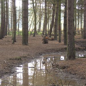 Red Deer
