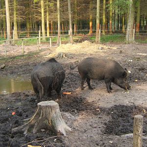 Eurasian Wild Boar