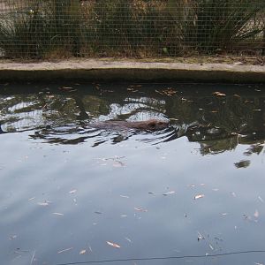 European Beaver swimming