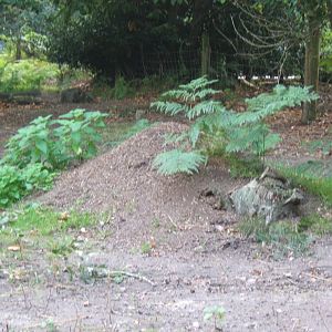 Wild Red Wood Ant nest in the Soay Sheep enclosure