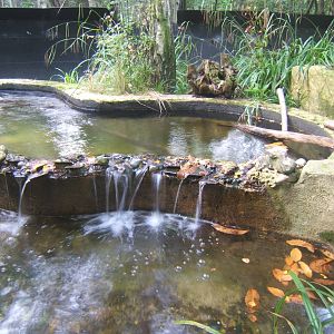 View of American Mink enclosure