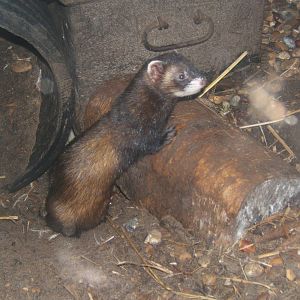 European Polecat