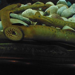 Lamprey