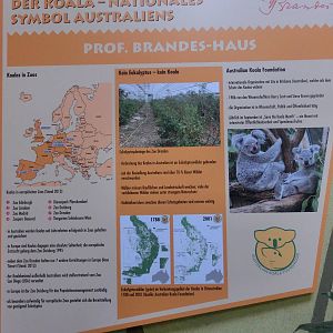 Signage at the koala enclosure - Zoo Dresden