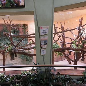 Queensland koala enclosure - Zoo Dresden