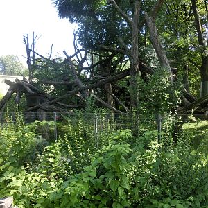 Nepalese red panda exhibit - Zoo Dresden