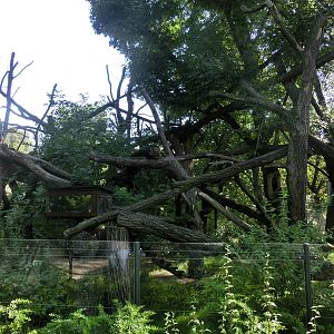 Nepalese red panda exhibit - Zoo Dresden