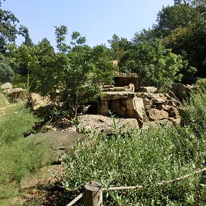 Meerkat exhibit - Zoo Dresden
