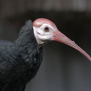 Sothern bald ibis