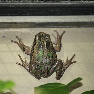Andean marsupial tree frog