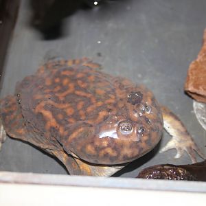Budgett's frog