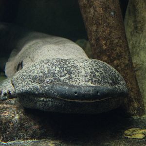Chinese giant salamander