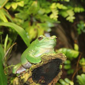 Chinese gliding treefrog