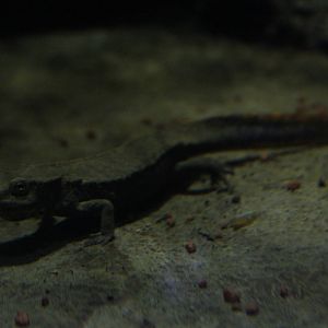 Chinese warty newt