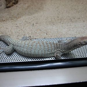 Freckled monitor