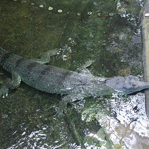 Gharial