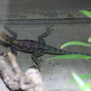 Kenyan rock agama