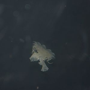 Lion's mane jellyfish