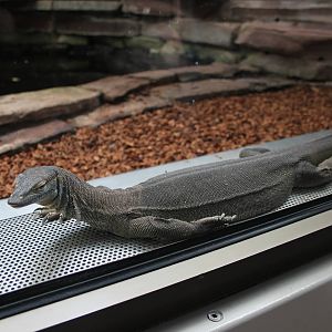 Merten's water monitor