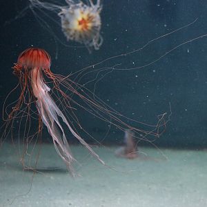 Northern sea nettle