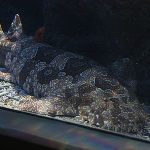 Ornate wobbegong