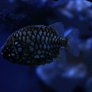 Pineapple fish