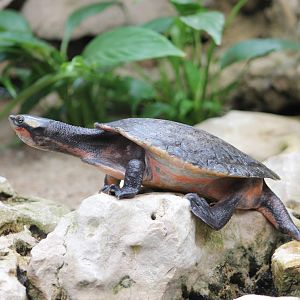 Red-bellied short-necked turtle