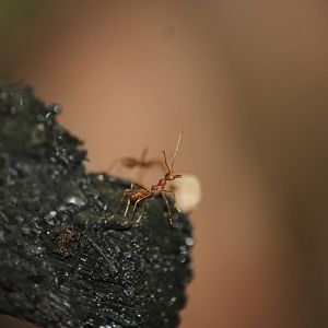 Red weaver ant