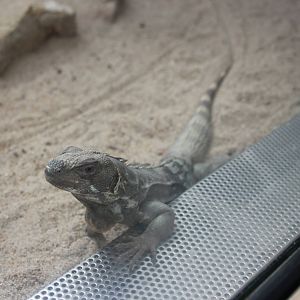 Spiny-tailed iguana