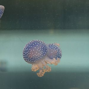 Spotted jellyfish