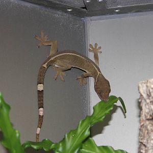Striped gecko
