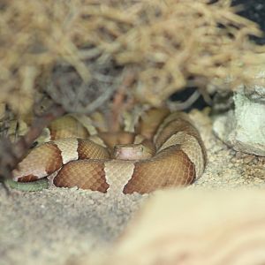 Trans-Pecos copperhead