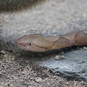 Trans-Pecos copperhead