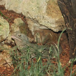 Tuatara