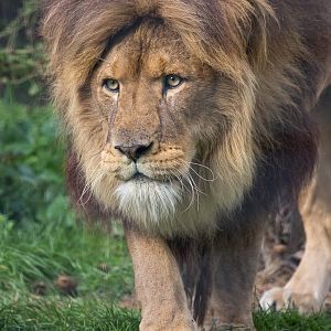 Lion : Linton : 19 Sep 2015