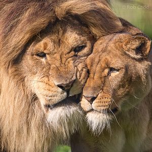 Lion : Linton : 19 Sep 2015