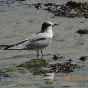 common Tern, nevada