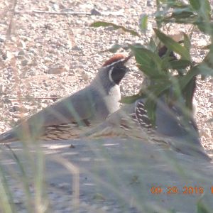 gambels Quail