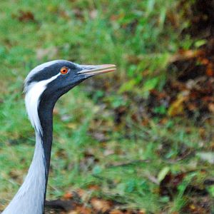 Demoiselle Crane