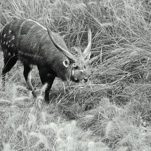 East African Sitatunga
