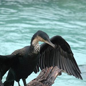 White-breasted Cormorant
