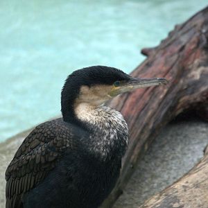 White-breasted Cormorant
