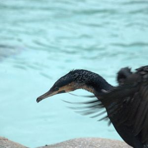 White-breasted Cormorant
