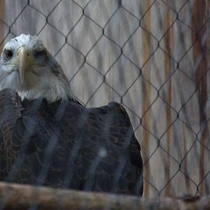 Bald eagle