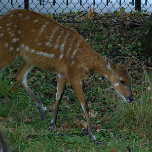 East African Sitatunga
