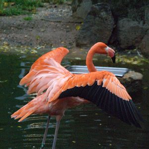 Carribean Flamingo
