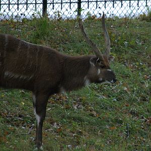 East African Sitatunga