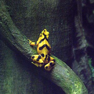 Panamanian golden frogs