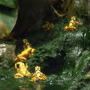 Panamanian golden frogs