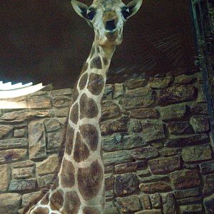 Reticulated Giraffe